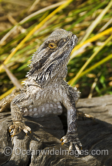 Central Bearded Dragon Pogona vitticeps photo