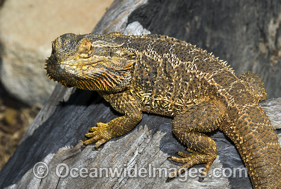 Central Bearded Dragon photo