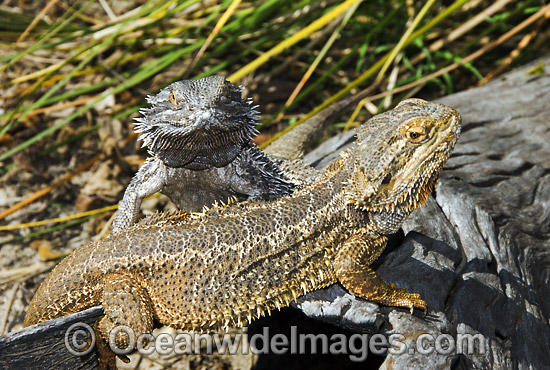 Central Bearded Dragon (Pogona vitticeps). Central Australia Photo - Gary Bell Central Bearded Dragon (Pogona vitticeps). Central Australia Photo - Gary Bell