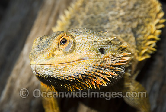 Central Bearded Dragon (Pogona vitticeps). Central Australia Photo - Gary Bell Central Bearded Dragon (Pogona vitticeps). Central Australia Photo - Gary Bell