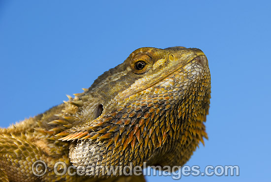 Central Bearded Dragon Pogona vitticeps photo