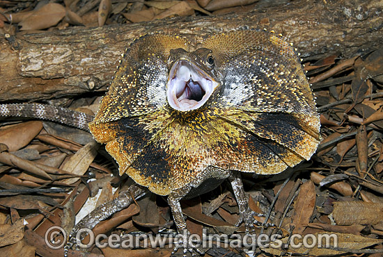 Frilled Lizard (Chlamydosaurus kingii) - defensive display. Also known as Frilled-neck Lizard. North Queensland, Australia Photo - Gary Bell Frilled Lizard (Chlamydosaurus kingii) - defensive display. Also known as Frilled-neck Lizard. North Queensland, Australia Photo - Gary Bell