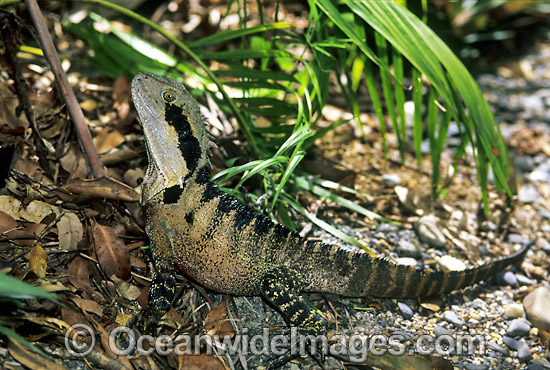 Water Dragon Physignathus lesueurii lesueurii photo Water Dragon Physignathus lesueurii lesueurii photo