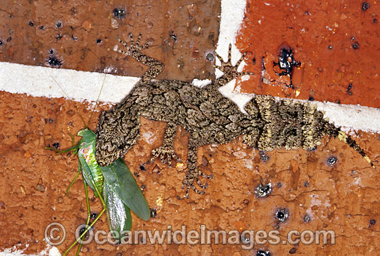 Leaf-tailed Gecko (Saltuarius swaini) eating a Grasshopper insect. Coffs Harbour, New South Wales, Australia Photo - Gary Bell Leaf-tailed Gecko (Saltuarius swaini) eating a Grasshopper insect. Coffs Harbour, New South Wales, Australia Photo - Gary Bell