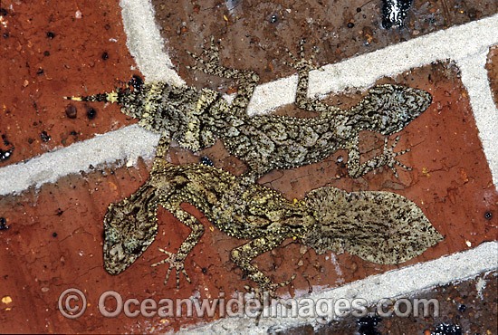 Leaf-tailed Gecko on brick wall photo