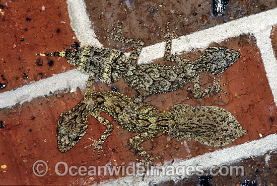 Leaf-tailed Gecko (Saltuarius swaini) on brick wall. Coffs Harbour, New South Wales, Australia Photo - Gary Bell Leaf-tailed Gecko (Saltuarius swaini) on brick wall. Coffs Harbour, New South Wales, Australia Photo - Gary Bell