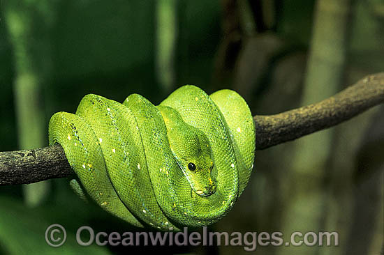 Green Python photo