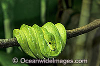 Green Python Photo - Gary Bell
