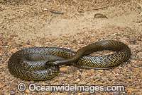 Fierce Snake Oxyuranus microlepidotus Photo - Gary Bell