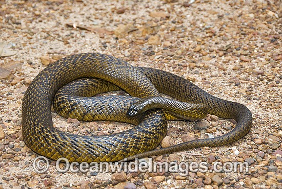 Fierce Snake (Oxyuranus microlepidotus). Also known as Inland Taipan. Western Queensland, Australia. Extremely venomous and dangerous snake. Photo - Gary Bell