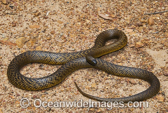 Fierce Snake Oxyuranus microlepidotus photo
