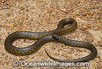 Fierce Snake Oxyuranus microlepidotus Photo - Gary Bell