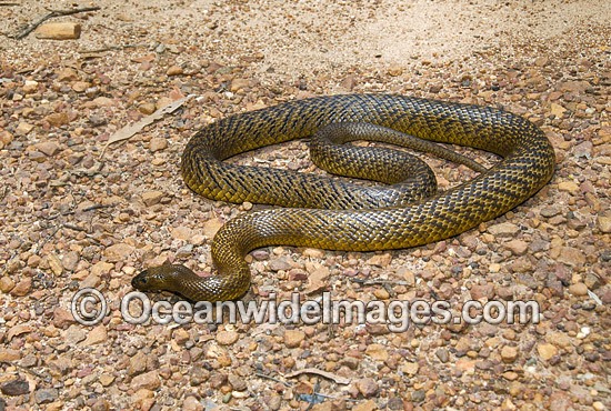 Fierce Snake photo