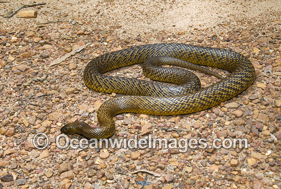 Fierce Snake photo Fierce Snake photo