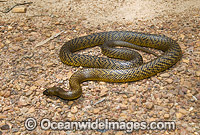 Fierce Snake Photo - Gary Bell