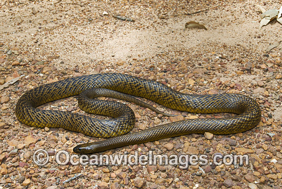 Fierce Snake Oxyuranus microlepidotus photo