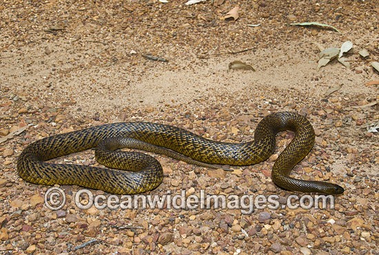 Fierce Snake photo