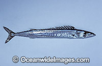 Barracouta Thyrsites atun Photo - Rudie Kuiter