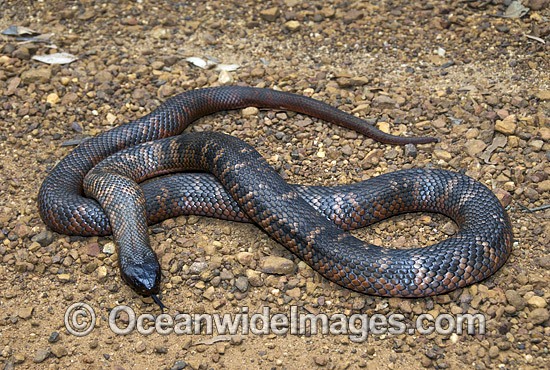 Colletts Snake Pseudechis colletti photo