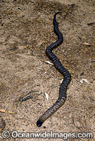 Colletts Snake Pseudechis colletti Photo - Gary Bell