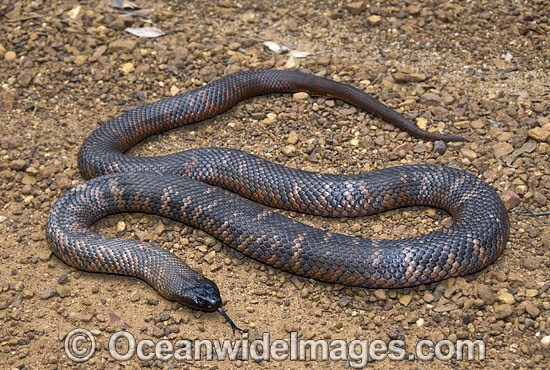 Colletts Snake Pseudechis colletti photo