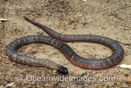 Collett's Snake (Pseudechis colletti) Central Queensland, Australia. Dangerously venomous snake. Photo - Gary Bell Collett's Snake (Pseudechis colletti) Central Queensland, Australia. Dangerously venomous snake. Photo - Gary Bell