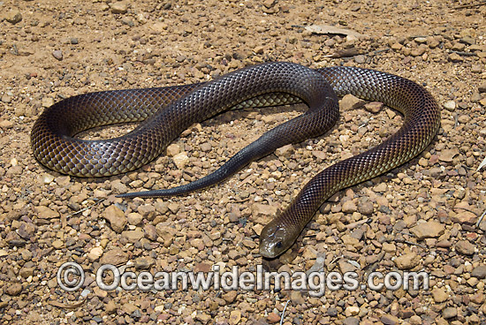 King Brown Snake Pseudechis australis photo King Brown Snake Pseudechis australis photo