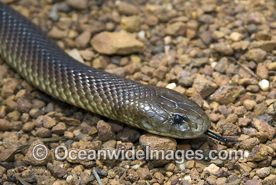 King Brown Snake (Pseudechis australis). Also known as Mulga Snake. Found throughout Australia, except Victoria, Tasmania and southern WA, SA and NSW. This very large snake is extremely venomous and dangerous. Photo - Gary Bell King Brown Snake (Pseudechis australis). Also known as Mulga Snake. Found throughout Australia, except Victoria, Tasmania and southern WA, SA and NSW. This very large snake is extremely venomous and dangerous. Photo - Gary Bell