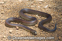 Mulga Snake Pseudechis australis Photo - Gary Bell