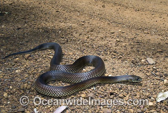 King Brown Snake (Pseudechis australis). Also known as Mulga Snake. Found throughout Australia, except Victoria, Tasmania and southern WA, SA and NSW. This very large snake is extremely venomous and dangerous. Photo - Gary Bell