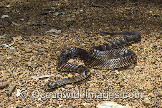 King Brown Snake (Pseudechis australis). Also known as Mulga Snake. Found throughout Australia, except Victoria, Tasmania and southern WA, SA and NSW. This very large snake is extremely venomous and dangerous. Photo - Gary Bell King Brown Snake (Pseudechis australis). Also known as Mulga Snake. Found throughout Australia, except Victoria, Tasmania and southern WA, SA and NSW. This very large snake is extremely venomous and dangerous. Photo - Gary Bell