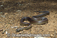 King Brown Snake Photo - Gary Bell