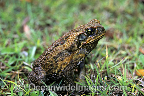 Cane Toad Bufo marinus photo