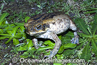 Cane Toad Bufo marinus Photo - Gary Bell