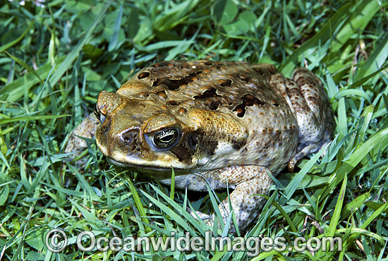 Cane Toad Bufo marinus photo