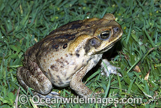 Cane Toad (Bufo marinus). Also known as Marine Toad. Queensland, Australia. Introduced to Australia in 1935 to combat Sugar Cane Beetles. Now a major pest species. Photo - Gary Bell