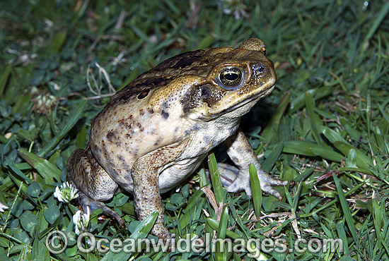 Cane Toad Bufo marinus photo