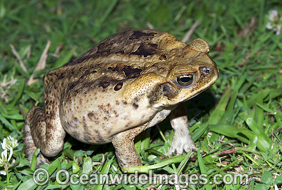 Cane Toad (Bufo marinus) - poised and inflated in defence. Also known as Marine Toad. Queensland, Australia. Introduced to Australia in 1935 to combat Sugar Cane Beetles. Now a major pest species. Photo - Gary Bell Cane Toad (Bufo marinus) - poised and inflated in defence. Also known as Marine Toad. Queensland, Australia. Introduced to Australia in 1935 to combat Sugar Cane Beetles. Now a major pest species. Photo - Gary Bell
