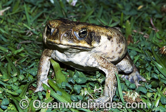 Cane Toad Bufo marinus photo