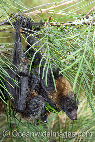 Grey-headed Flying-fox (Pteropus poliocephalus) - juvenile. Also known as Fruit Bat, Grey-headed Wing-foot and Megabat. Coffs Harbour, NSW, Australia. Listed as Vulnerable species. Photo - Gary Bell Grey-headed Flying-fox (Pteropus poliocephalus) - juvenile. Also known as Fruit Bat, Grey-headed Wing-foot and Megabat. Coffs Harbour, NSW, Australia. Listed as Vulnerable species. Photo - Gary Bell