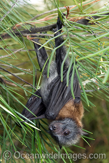 Grey-headed Flying-fox (Pteropus poliocephalus) - juvenile. Also known as Fruit Bat, Grey-headed Wing-foot and Megabat. Coffs Harbour, NSW, Australia. Listed as Vulnerable species. Photo - Gary Bell Grey-headed Flying-fox (Pteropus poliocephalus) - juvenile. Also known as Fruit Bat, Grey-headed Wing-foot and Megabat. Coffs Harbour, NSW, Australia. Listed as Vulnerable species. Photo - Gary Bell