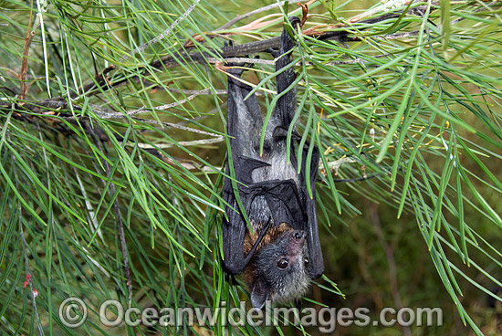Grey-headed Flying-fox (Pteropus poliocephalus) - juvenile. Also known as Fruit Bat, Grey-headed Wing-foot and Megabat. Coffs Harbour, NSW, Australia. Listed as Vulnerable species. Photo - Gary Bell Grey-headed Flying-fox (Pteropus poliocephalus) - juvenile. Also known as Fruit Bat, Grey-headed Wing-foot and Megabat. Coffs Harbour, NSW, Australia. Listed as Vulnerable species. Photo - Gary Bell