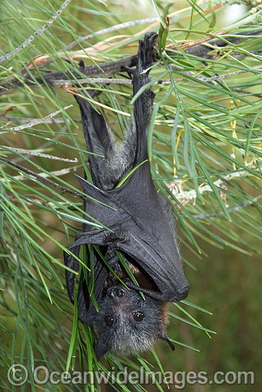 Grey-headed Flying-fox (Pteropus poliocephalus) - juvenile. Also known as Fruit Bat, Grey-headed Wing-foot and Megabat. Coffs Harbour, NSW, Australia. Listed as Vulnerable species. Photo - Gary Bell