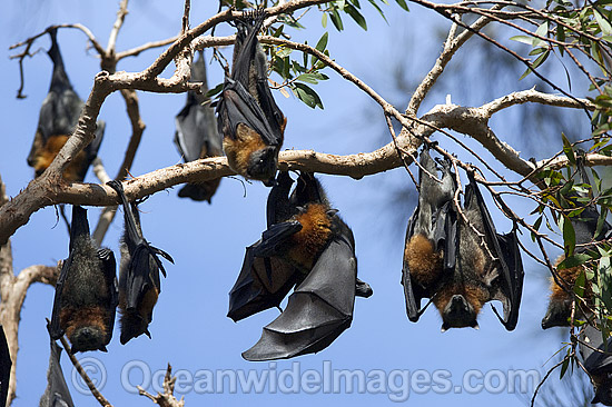 Grey-headed Flying-fox (Pteropus poliocephalus) - colony. Also known as Fruit Bat, Grey-headed Wing-foot and Megabat. Woolgoolga, NSW, Australia. Listed as Vulnerable species. Photo - Gary Bell Grey-headed Flying-fox (Pteropus poliocephalus) - colony. Also known as Fruit Bat, Grey-headed Wing-foot and Megabat. Woolgoolga, NSW, Australia. Listed as Vulnerable species. Photo - Gary Bell