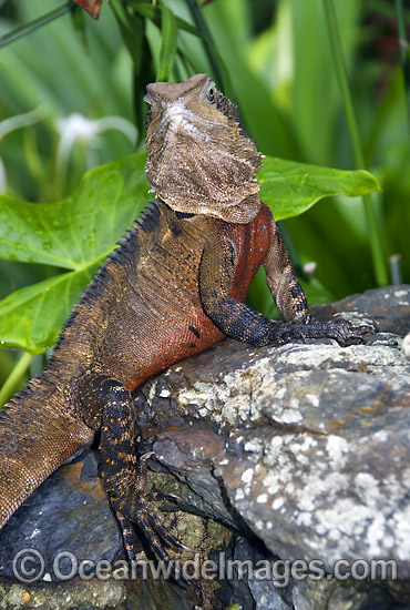 Water Dragon photo