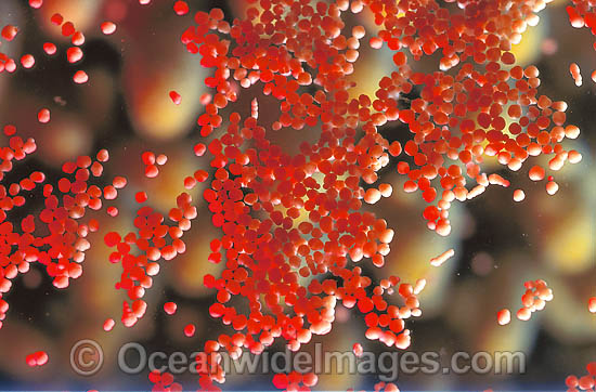 Coral spawn detail of egg sperm bundles photo