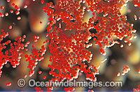 Coral spawn detail of egg sperm bundles Photo - Gary Bell