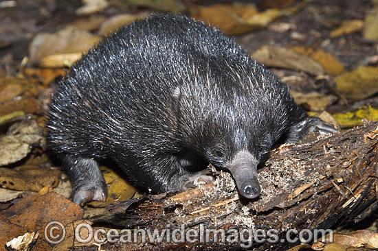 Short-beaked Echidna (Tachyglossus aculaetus) - juvenile. Echidnas are egg laying mammals. Eastern Australia Photo - Gary Bell Short-beaked Echidna (Tachyglossus aculaetus) - juvenile. Echidnas are egg laying mammals. Eastern Australia Photo - Gary Bell
