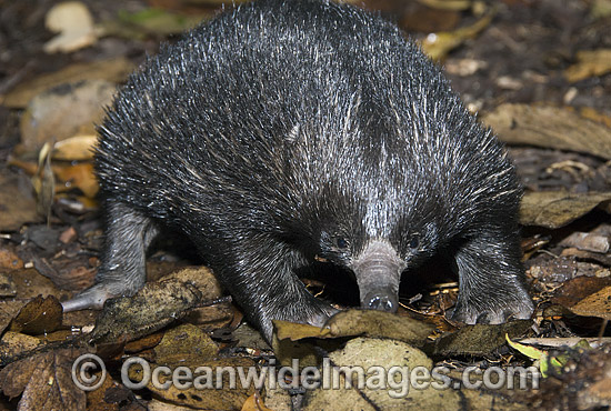 Short-beaked Echidna (Tachyglossus aculaetus) - juvenile. Echidnas are egg laying mammals. Eastern Australia Photo - Gary Bell Short-beaked Echidna (Tachyglossus aculaetus) - juvenile. Echidnas are egg laying mammals. Eastern Australia Photo - Gary Bell