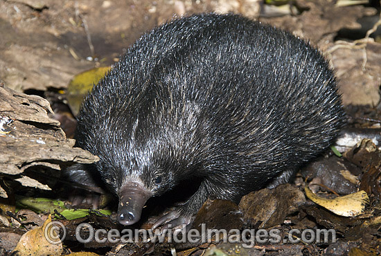 Short-beaked Echidna photo